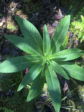 Image de Lobelia oahuensis Rock