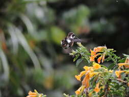 Image de Colibri de Mulsant