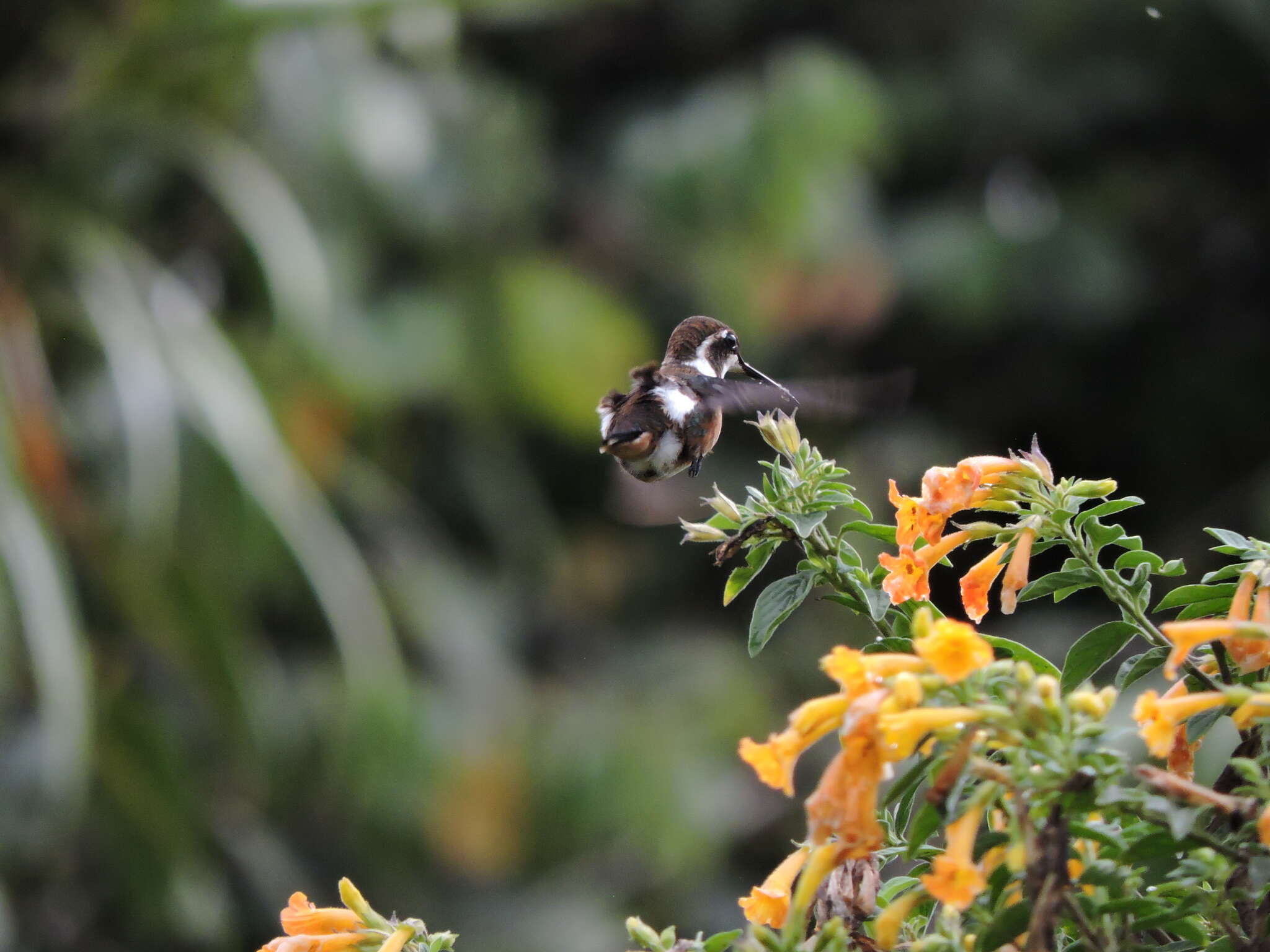 Image of White-bellied Woodstar