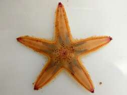 Image of Sand star