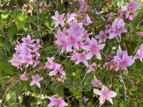 Image of Rhododendron noriakianum Suzuki