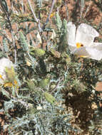 Image of Sonoran pricklypoppy