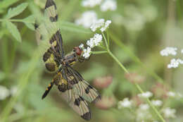 Imagem de Celithemis fasciata Kirby 1889