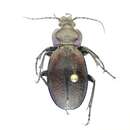 Image of Carabus (Morphocarabus) regalis Fischer von Waldheim 1820