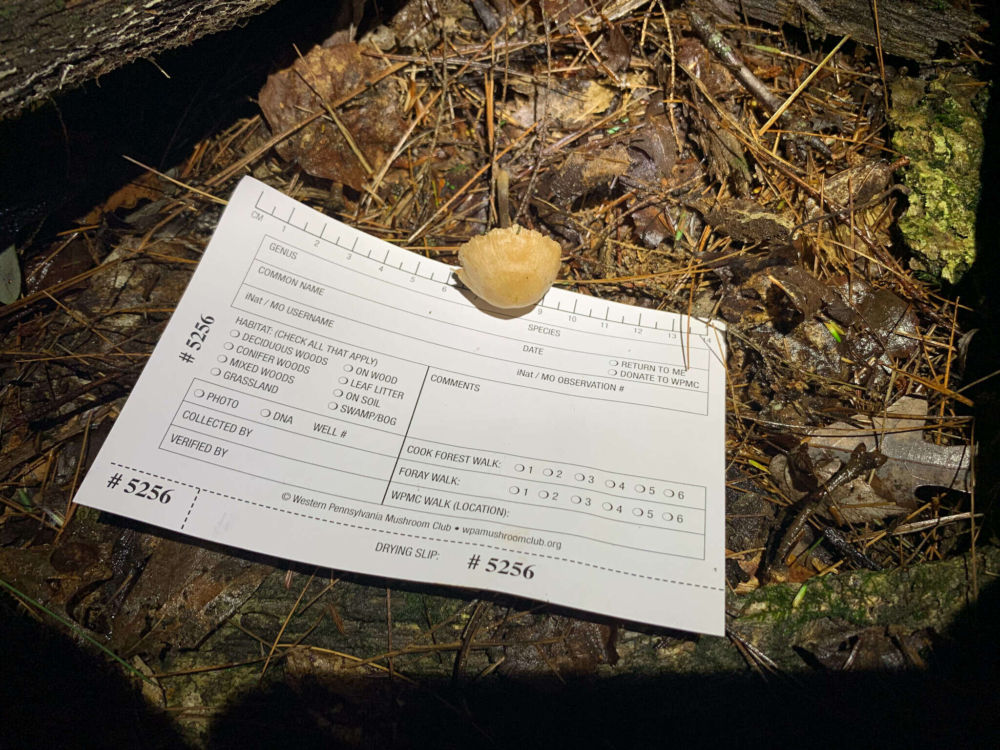 Image of Entoloma alboumbonatum Hesler 1967