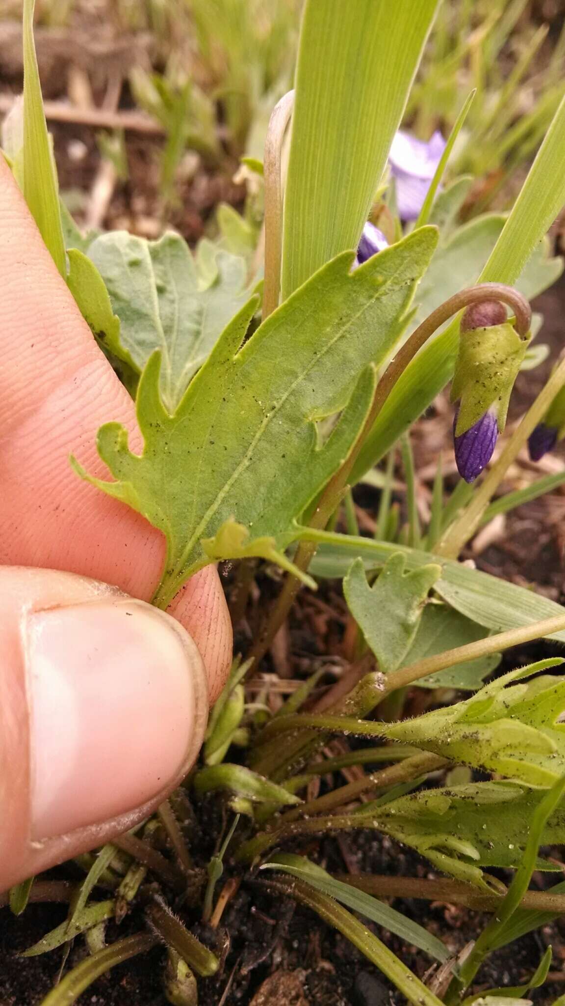 Image of prairie violet