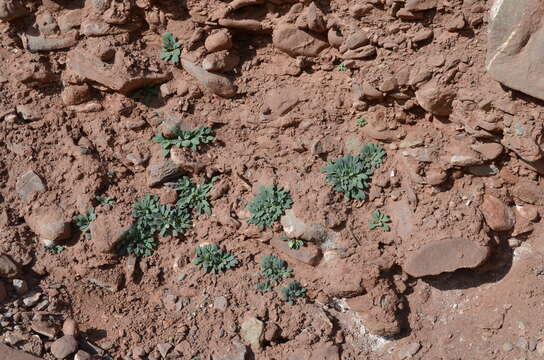 Image of Askellia lactea (Lipsch.) W. A. Weber