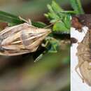 Image of Wheat stink bug