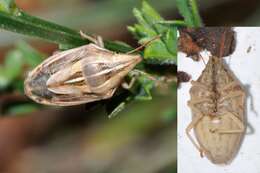 Image of Wheat stink bug