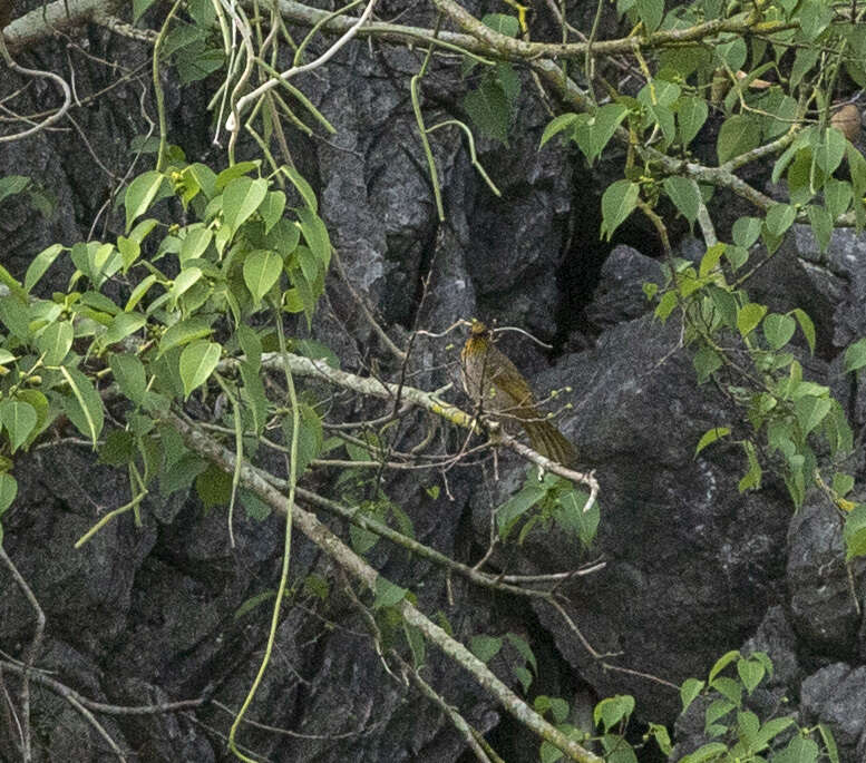 Image of Stripe-throated Bulbul