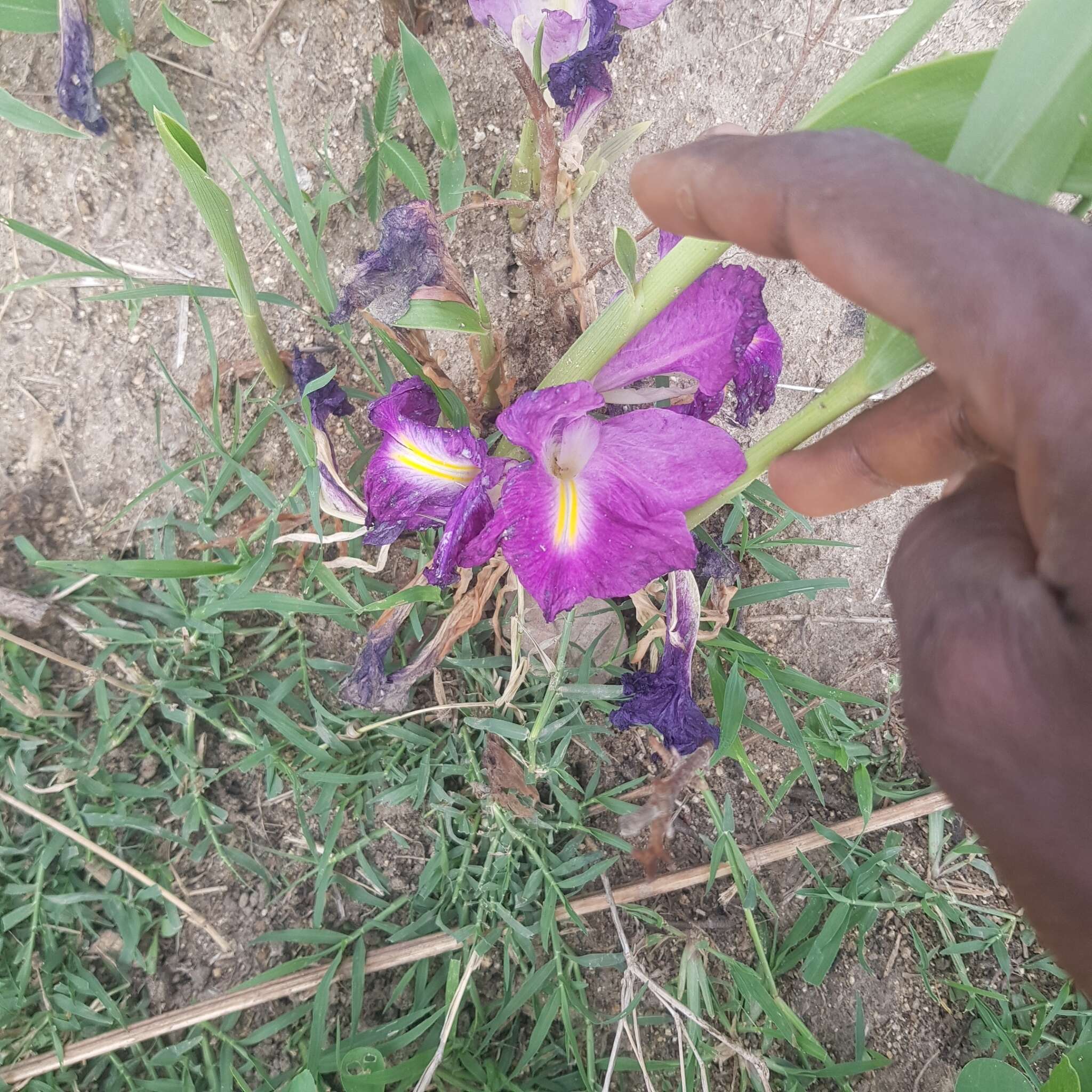 Image of Mauve ginger