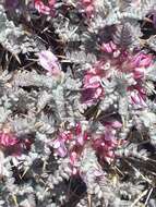 Imagem de Astragalus cruentiflorus Boiss.