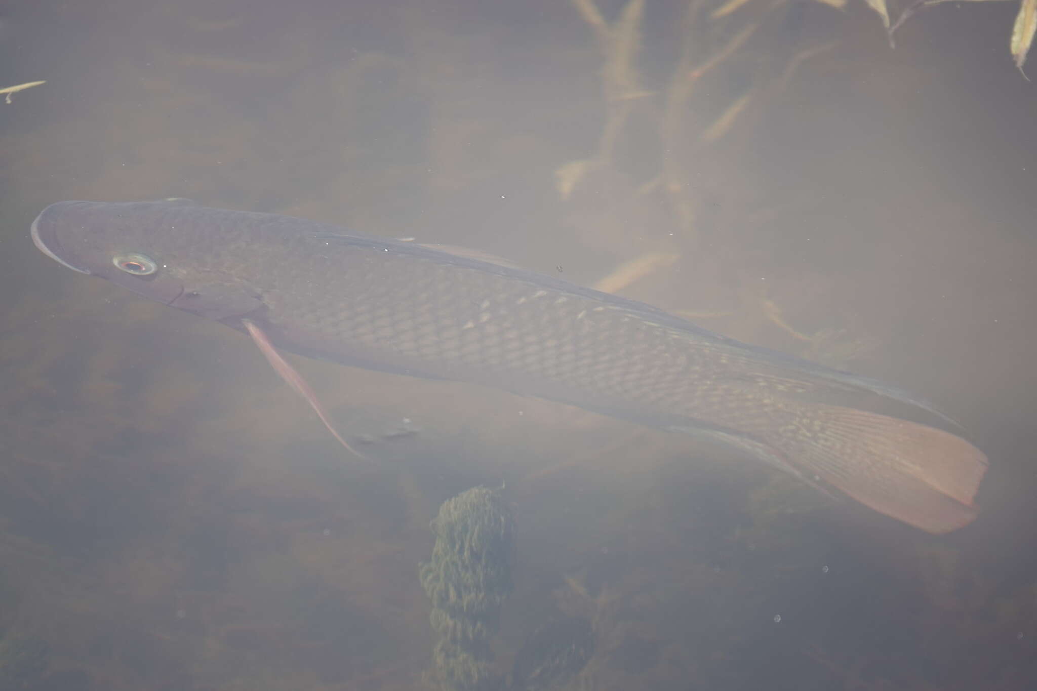 Image de Oreochromis spilurus (Günther 1894)