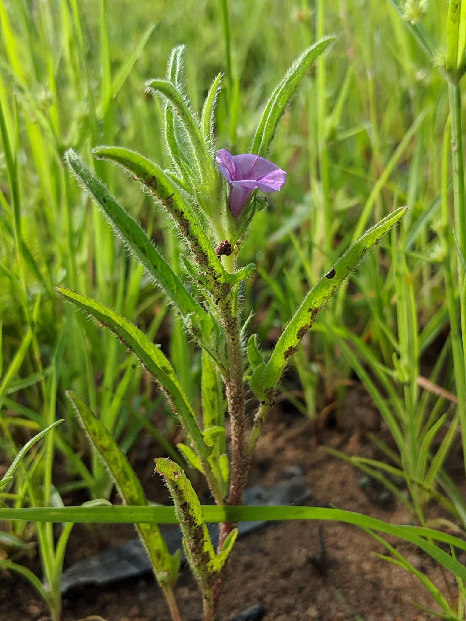 Plancia ëd Ipomoea polymorpha Roem. & Schult.