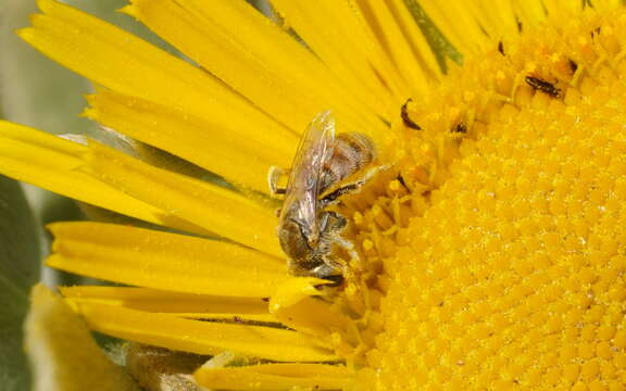 صورة Halictus concinnus Brullé 1840