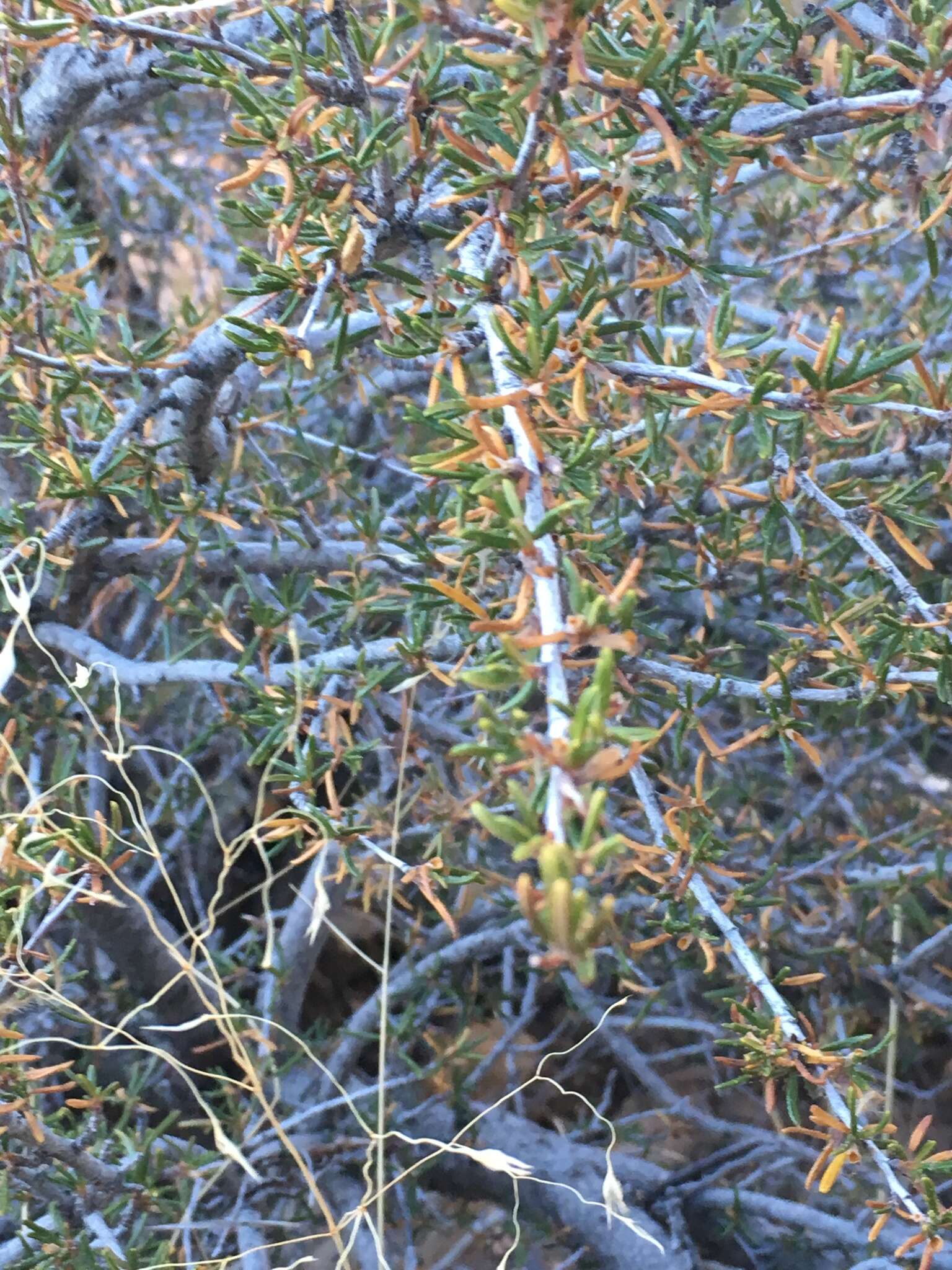 Imagem de Cercocarpus intricatus S. Wats.