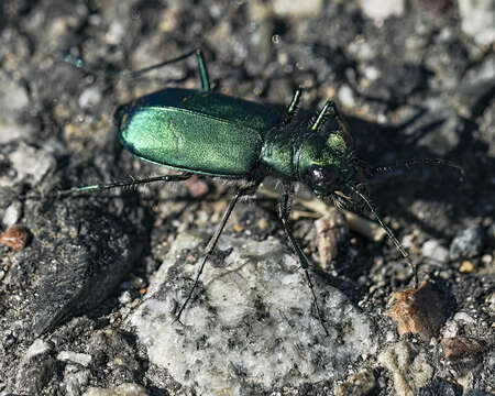 Sivun Cicindela (Cicindela) pugetana Casey 1914 kuva