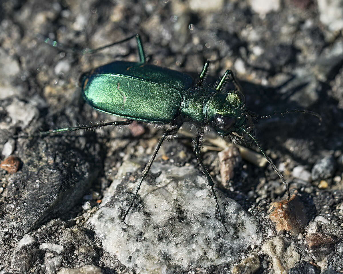 Image of Sagebrush Tiger Beetle