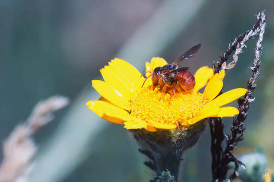 Image of Icteranthidium ferrugineum (Fabricius 1787)