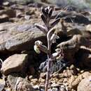 Image of Haworthia nortieri var. pehlemanniae (C. L. Scott) M. B. Bayer