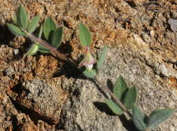 Image of Acmispon americanus var. americanus