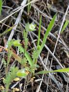 Imagem de Polemonium micranthum Benth.