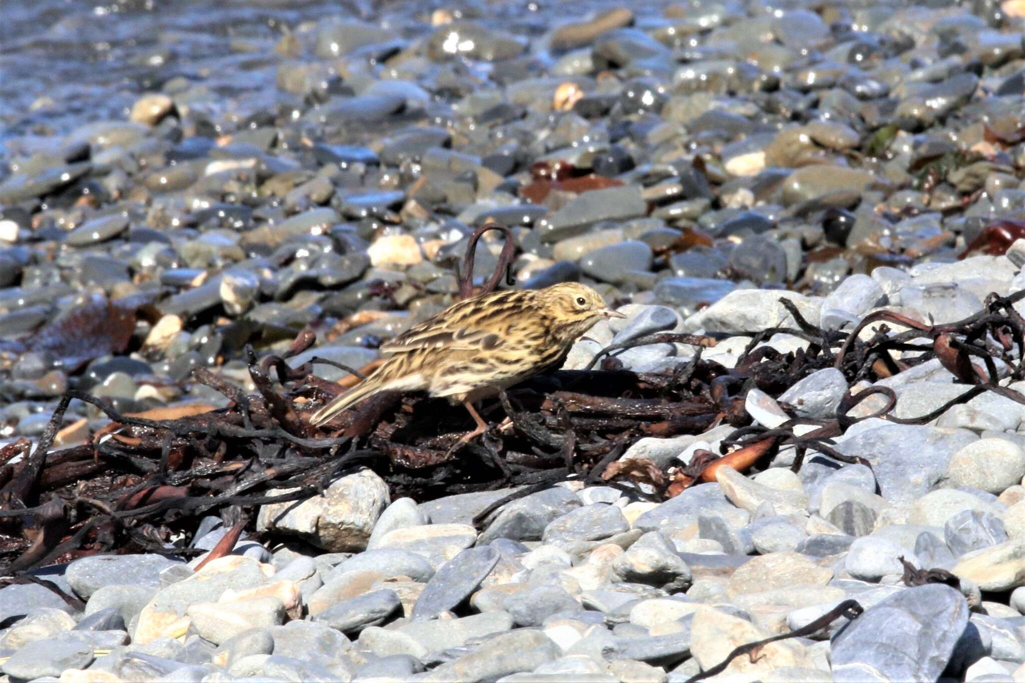 Image of South Georgia Pipit