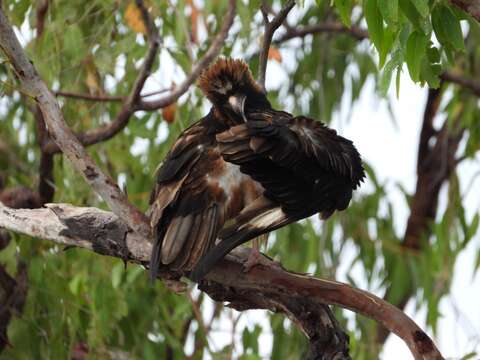 Image of Hamirostra Brown & T 1846