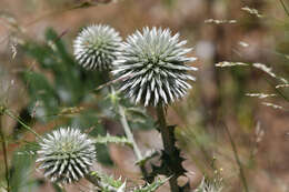 Image of Echinops sphaerocephalus subsp. albidus (Boiss. & Spruner) Kozuharov