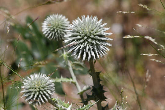 Image of Echinops sphaerocephalus subsp. albidus (Boiss. & Spruner) Kozuharov