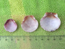 Image of Atlantic Calico scallop