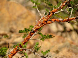 Image of Tachardiella fulgens (Cockerell 1895)