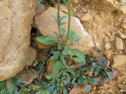 Sivun Salvia oppositiflora Ruiz & Pav. kuva