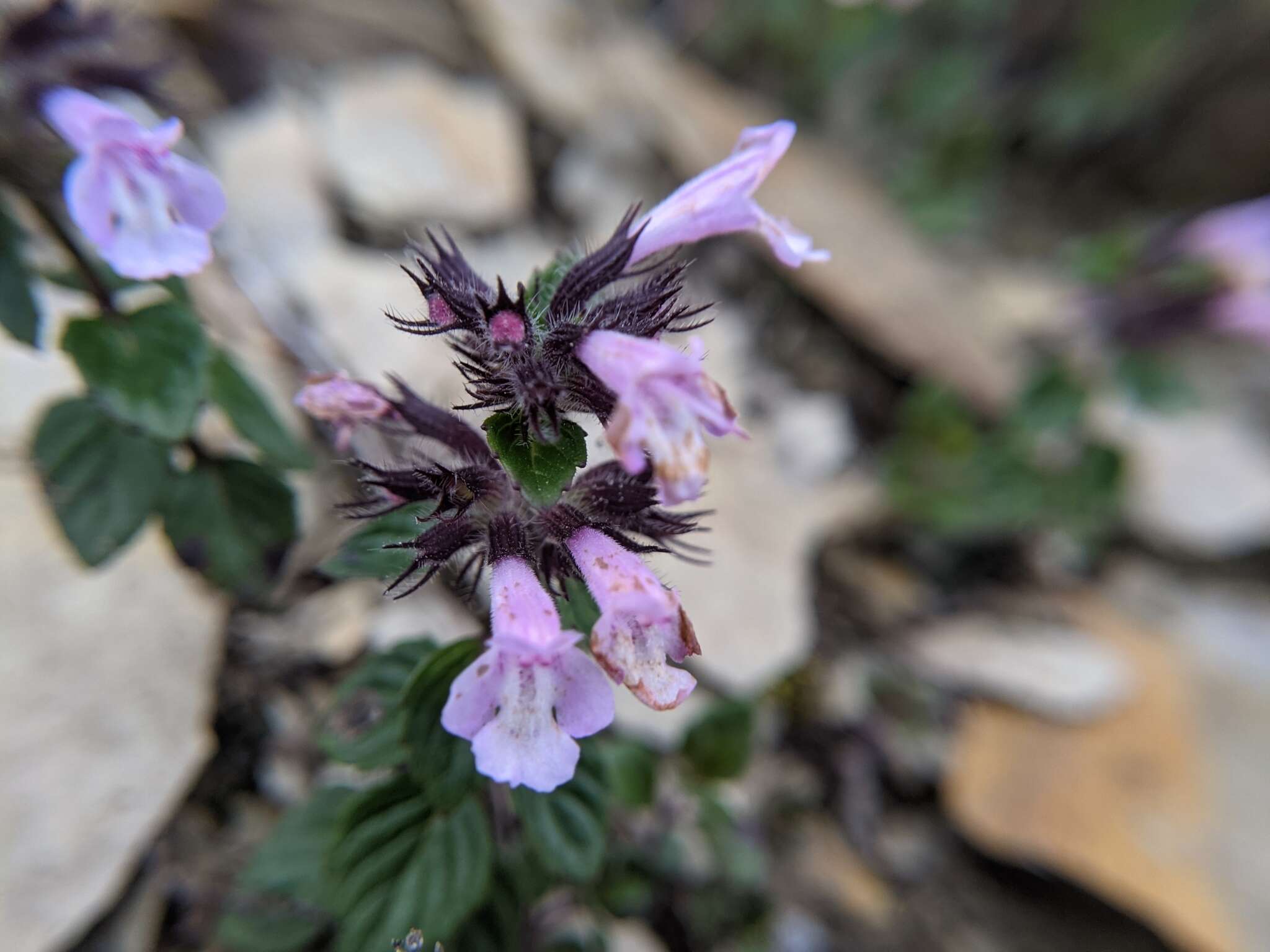 Sivun Clinopodium laxiflorum (Hayata) K. Mori kuva