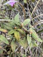 Imagem de Rhododendron rubropilosum Hayata