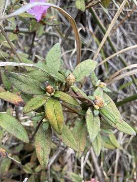 Image of Rhododendron rubropilosum Hayata