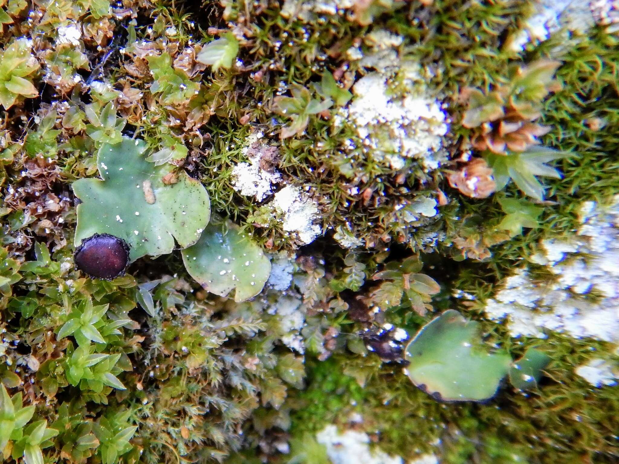 Image of Fan lichen;   Felt lichen