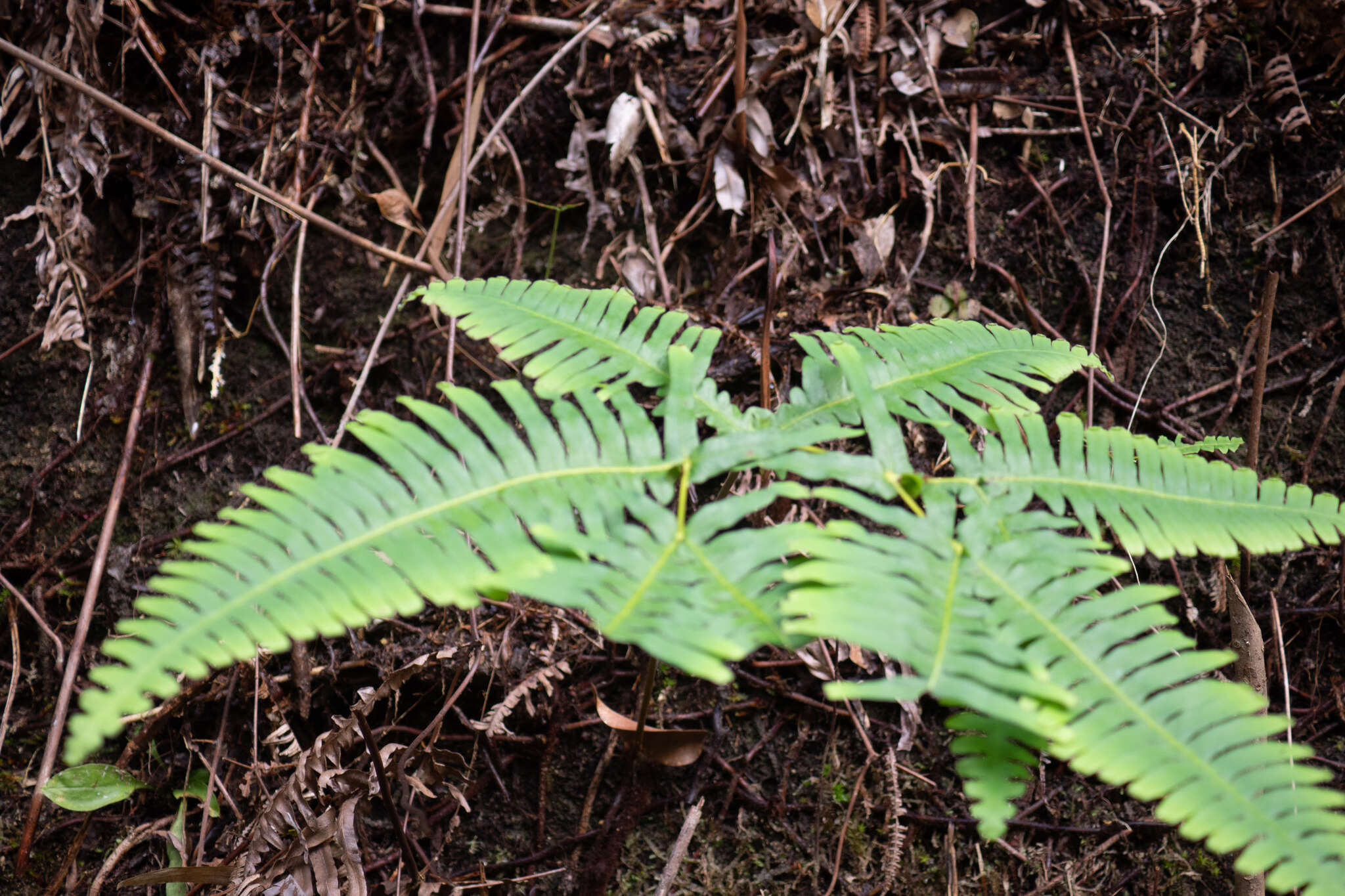 Image of Dicranopteris splendida (Hand.-Mazz.) Tag.