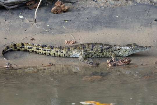 Crocodylus niloticus africanus Laurenti 1768 resmi