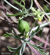 Kedrostis capensis (Sond.) A. Meeuse resmi