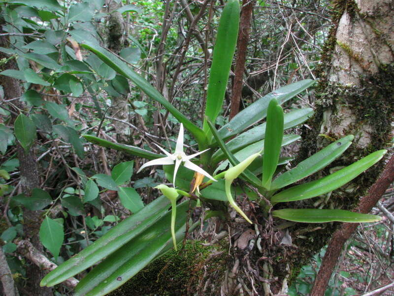 Image of Cyrtorchis arcuata (Lindl.) Schltr.