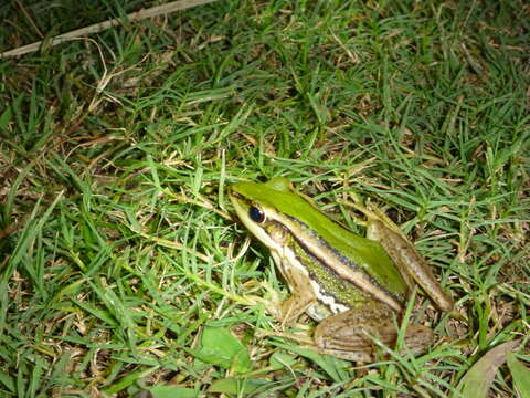 Image of Common Green Frog