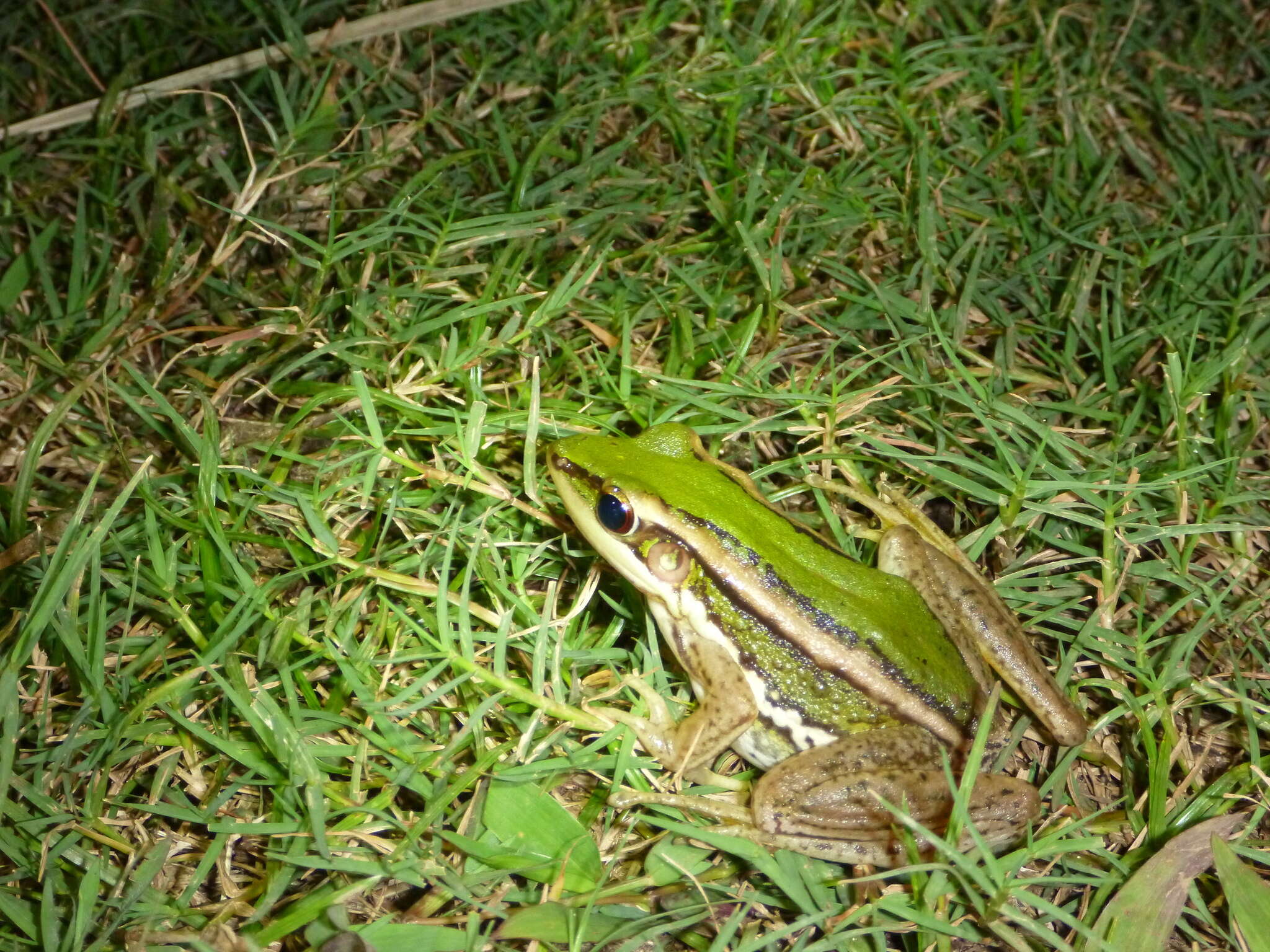 Image of Common Green Frog