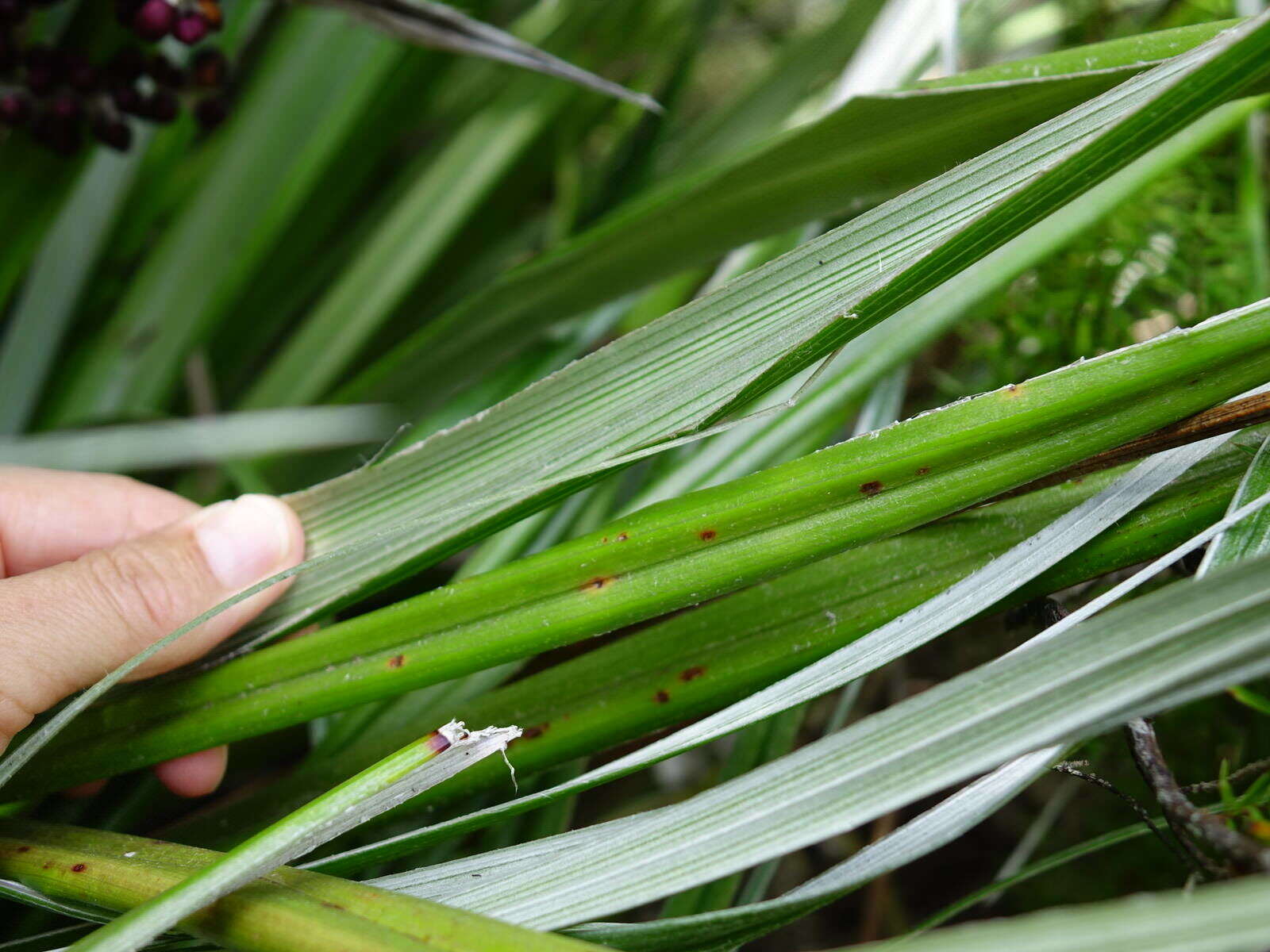 Astelia banksii A. Cunn.的圖片