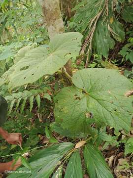 Image of Begonia multangula Blume