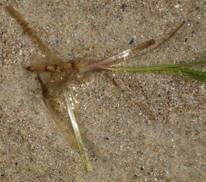 Image of Zostera novazelandica Setch.