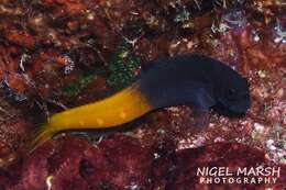 Image of Bicolor Blenny