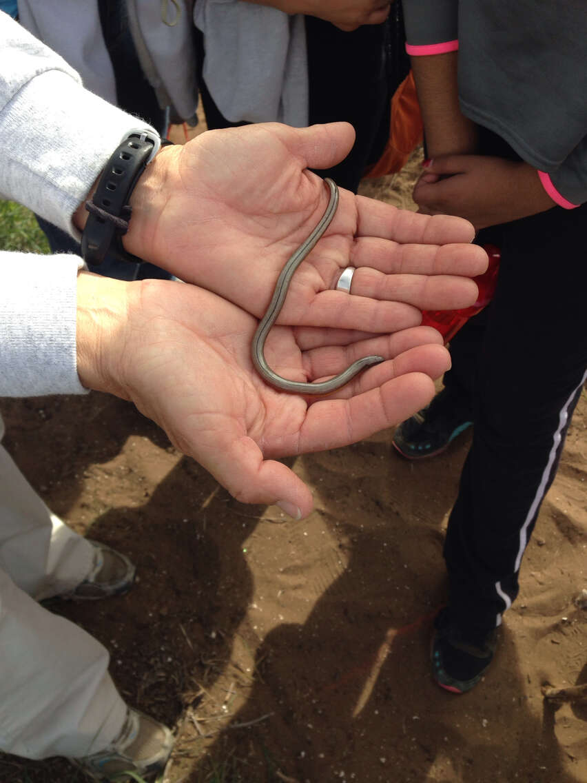 Image of California legless lizard