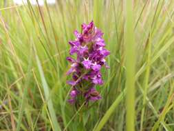 Image de Brachycorythis tenuior Rchb. fil.