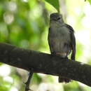 Image of Fraseria caerulescens (Hartlaub 1865)